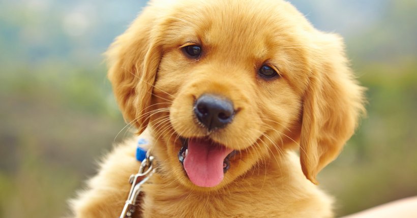 Labrador puppy, portrait